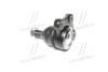 Опора шаровая нижняя KIA Bongo 03-10 NEW CB0232 CTR CBKK-6 (фото 3)