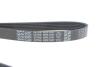 Ремінь генератора Ford Fiesta/Fusion 1.4TDCi 01-12/Peugeot Partner 1.6HDi 06-15 DAYCO 6PK1341 (фото 4)